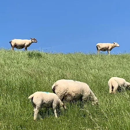 Capitano Butjadingen